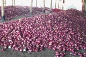 Onion, price, wholesale,