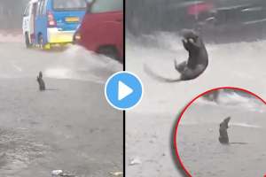 rat happy with the rain and see dancing jumping in the rain video viral