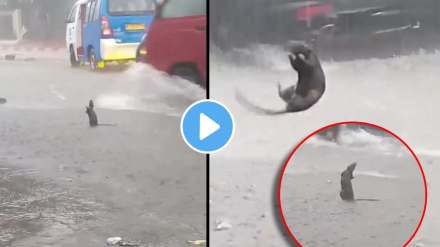 rat happy with the rain and see dancing jumping in the rain video viral