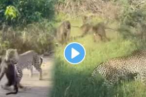 herd of monkeys took revenge on the leopard