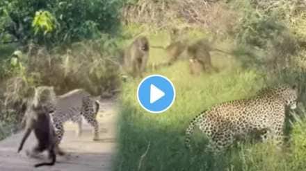 herd of monkeys took revenge on the leopard