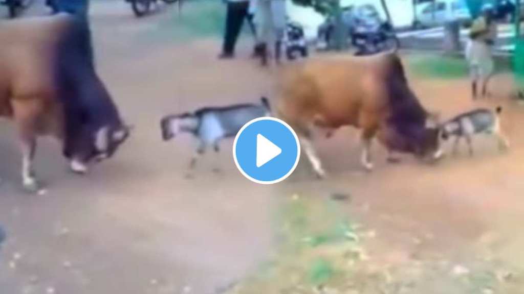 The goat gave the bull the trouble The thrilling video