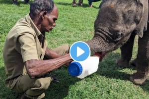 IAS officer Supriya Sahu detailing the rescue of a baby elephant refused by sick mother rescued by Forest officials watch video