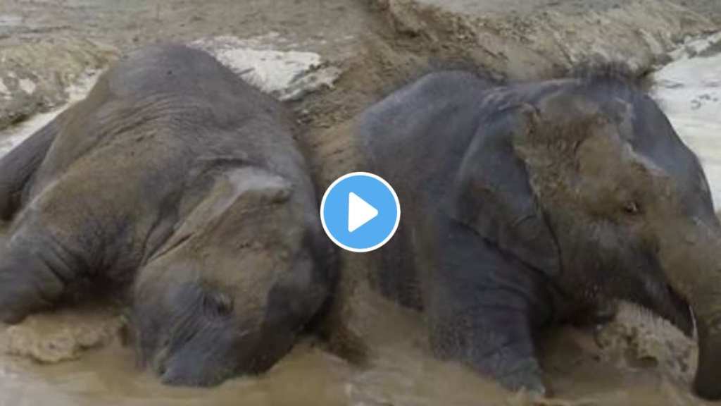 funny video cute baby elephant playing in the mud