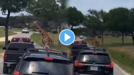 Giraffe Accidentally Snatches two year old daughter From Truck in Drive while Safari terrifying incident was all caught on video