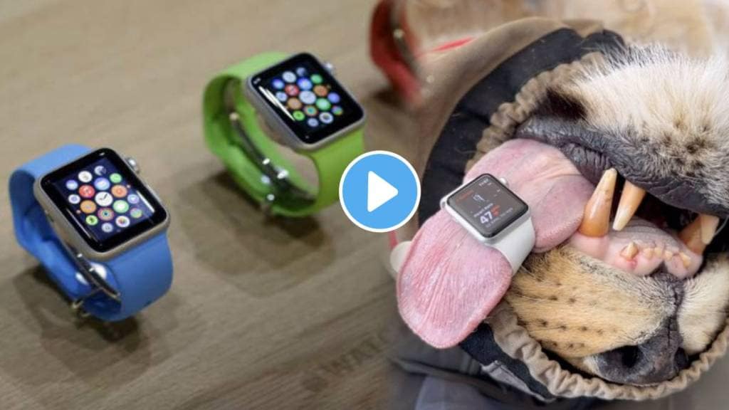 unique use of the smart Watch Viral Video Shows wildlife veterinarian use Apple Watch for monitoring the heart rate of lions