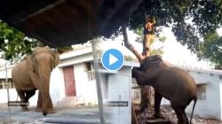 बुद्धिमान गजराज! झाडावरून फणस काढण्यासाठी हत्तीचा जुगाड; घराच्या छतावर टेकवले पाय अन्… VIDEO पाहून म्हणाल हुश्शार