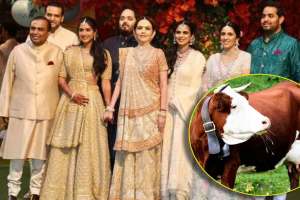 what is so special about holstein friesian breed cow milk that mukesh ambani family drinks