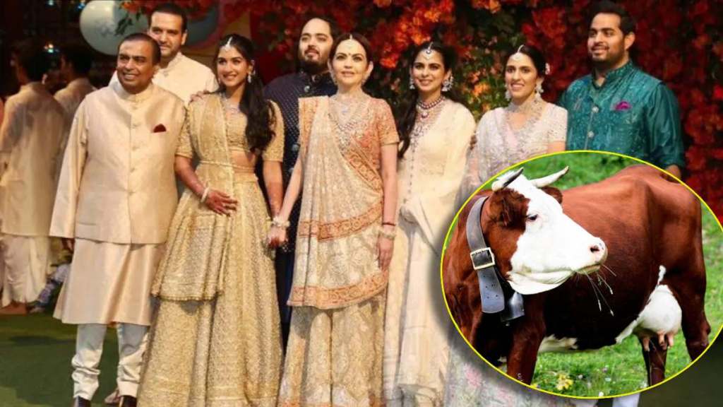 what is so special about holstein friesian breed cow milk that mukesh ambani family drinks