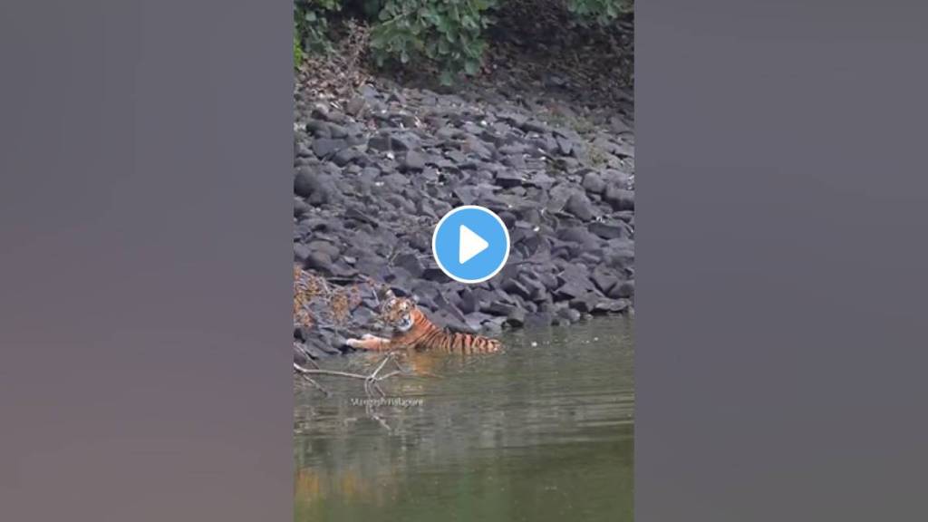 Tipeshwar, Tigress, water, Video,