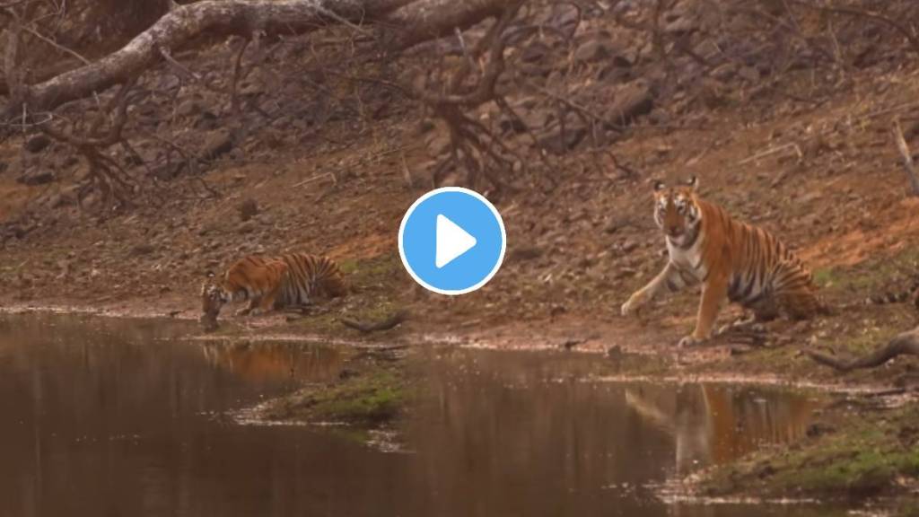 Ever See A Tigress Say Hi rare moment of tigress waving at tourists Photographer Nikhil Giri captures the moment at Tadoba National Park