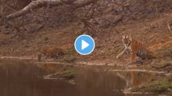 पर्यटकांना ‘Hello’ करणाऱ्या वाघिणीला कधी पाहिलं आहे का? मग ताडोबातील राणी मायाचा हा VIDEO पाहाच