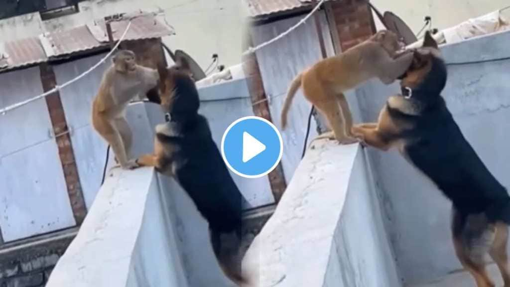 love friendship between a dog and a monkey on the terrace