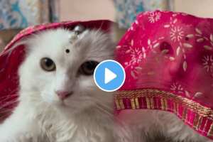 Cat haute expression on the song Gulabi Sadi