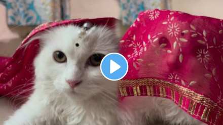 Cat haute expression on the song Gulabi Sadi