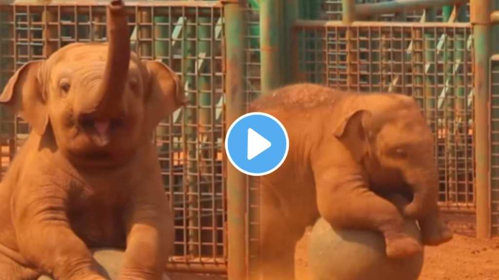 Viral Video The cute baby elephant playing game with ball