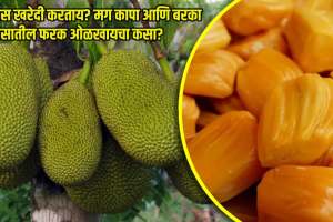 vat purnima 2024 how to choose perfect jackfruit how to pick a ripe jackfruit easy tips to buy cut and clean jackfruit difference between kapa fanas barka fanas
