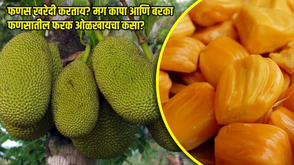 vat purnima 2024 how to choose perfect jackfruit how to pick a ripe jackfruit easy tips to buy cut and clean jackfruit difference between kapa fanas barka fanas