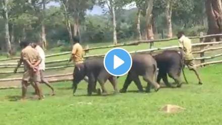 IAS officer Supriya Sahu Shares calves following their caretakers at the Elephant Camp Watch Heartwarming Video ones