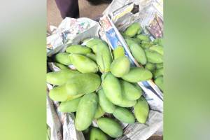 Dasheri mangoes, Pune, Uttar Pradesh,