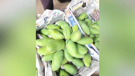 Dasheri mangoes, Pune, Uttar Pradesh,