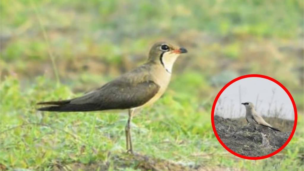 birds, Irai Dam area, foreign birds ,