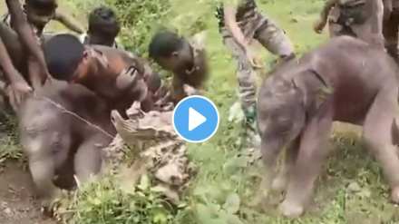 Forest officials rescued a baby elephant stuck in a pit