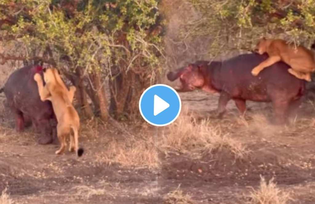 Brutal attack of lion cubs on hippopotamus