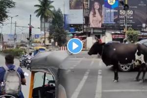 Pune Police share a video Showed Cow waits patiently for traffic light to turn green Highlights road safety watch ones