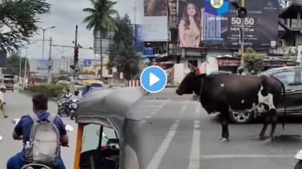 Pune Police share a video Showed Cow waits patiently for traffic light to turn green Highlights road safety watch ones