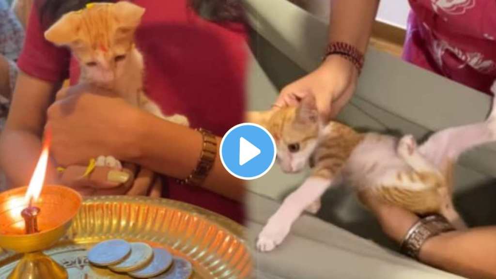 A cat was welcomed in the office in Pune