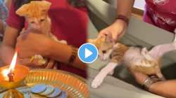 मनीमाऊचा स्वॅग! पुण्यातील ऑफिसमध्ये मांजरीचे स्वागत करून घातले बारसे; VIDEO पाहून नेटकरी म्हणाले, “मांजरीला एक सुंदर…”