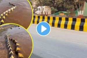 two snakes viral video people remembering road side dividers seeing colours