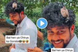 Bird Sitting On Man Frizzy Curly Hair bird confuse and finds warmth in his frizzy nest like hair watch funny viral video ones