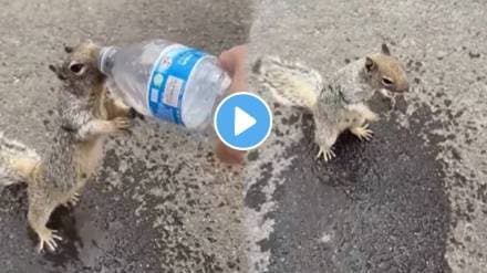 Squirrel is asking for water from a person after this the squirrel drinks