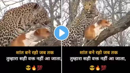 Leopard Attack On Dog During Night Shocking Video Goes Viral