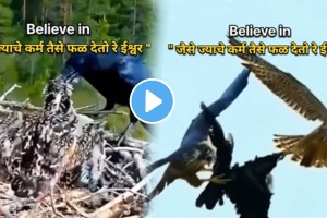 Believe in Karma hive bird and Crow fighting Video Goes Viral