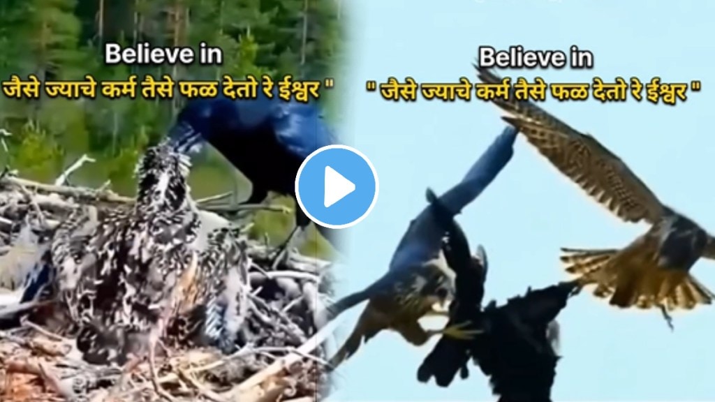 Believe in Karma hive bird and Crow fighting Video Goes Viral