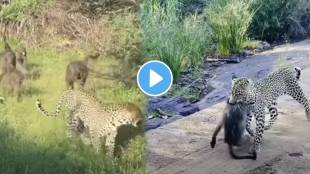 Leopard Pulls Off Perfect Ambush on Baboon But they Fight Back Video Goes Viral