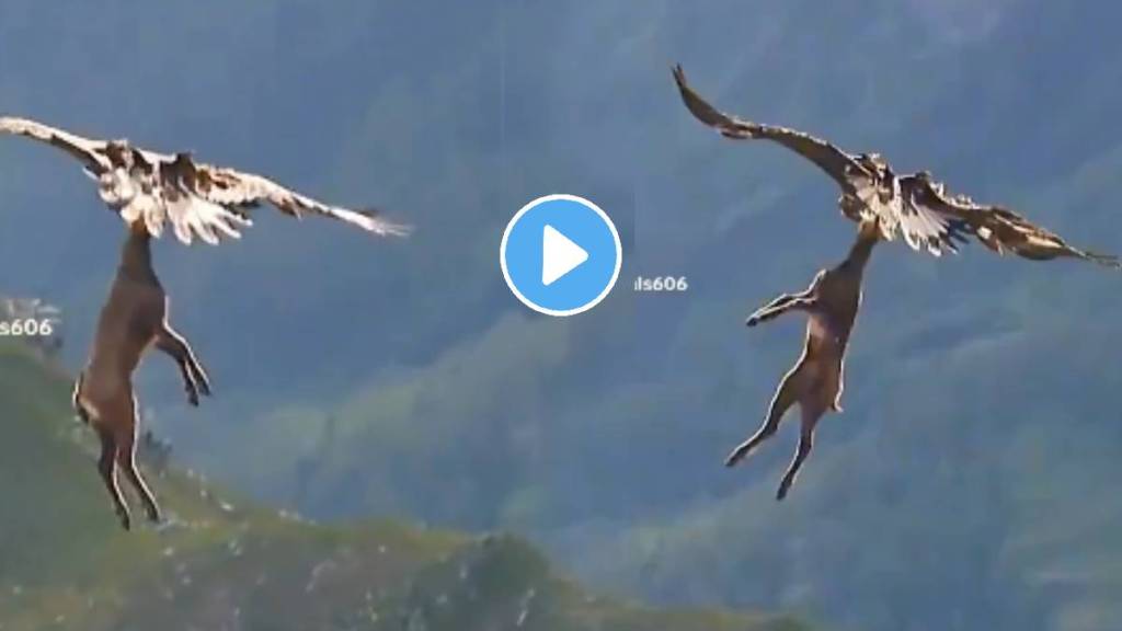 Eagle carrying an entire adult deer