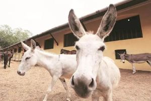 Pakistan donkey population increasing