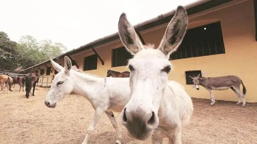 Pakistan donkey population increasing