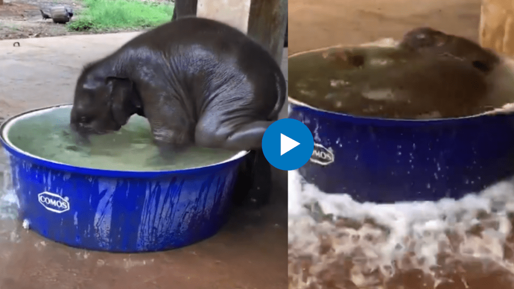 This viral video of baby elephant enjoying its bath time will make you smile watch