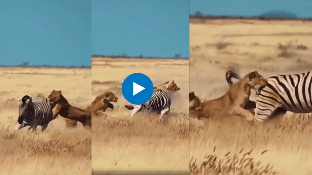 | Thrilling A single zebra found in the clutches of six lions Lions were attacking one after the other see what happened at the end in the video