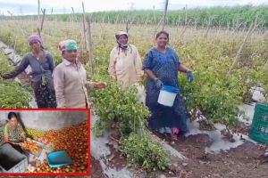 farmers are happy as increase in tomato prices