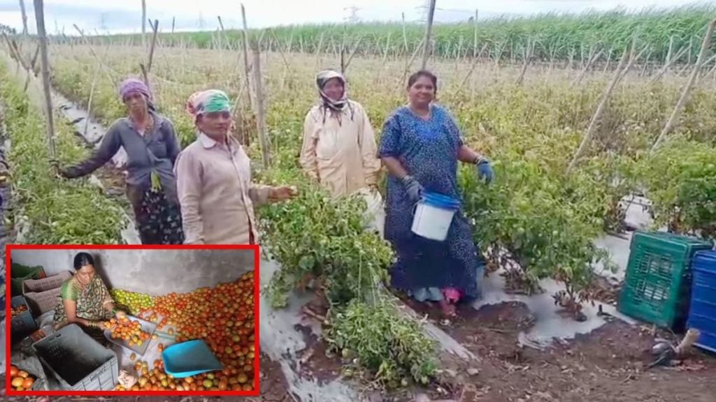 farmers are happy as increase in tomato prices