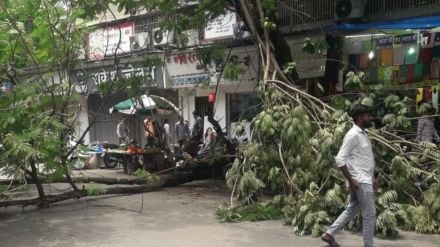 Tree fell on Phadke road in Dombivli no casualties