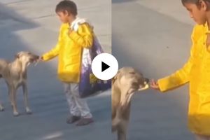 a poor child feeding ice cream to the street dog