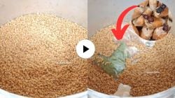 Kitchen Jugaad : पावसाळ्यात धान्याला किड लागू नये म्हणून काय करावे? पाहा VIDEO