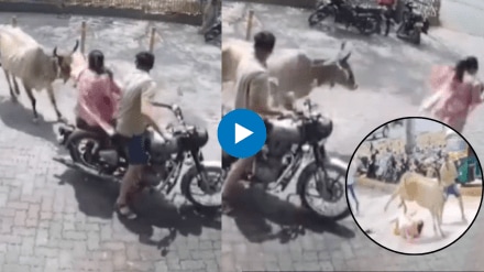 VIDEO Stray Cow Chases Couple On Bike, Drags Woman On Road
